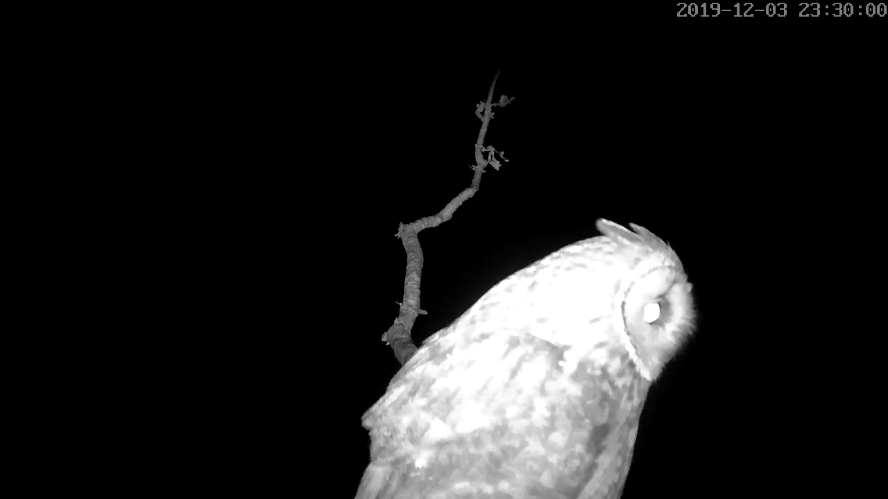 Moyen duc 04 12 2019.jpg