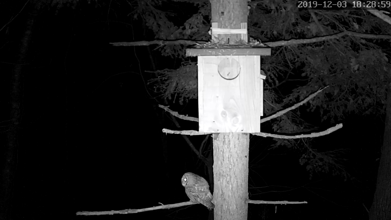 Hulotte 04 12 2019.jpg