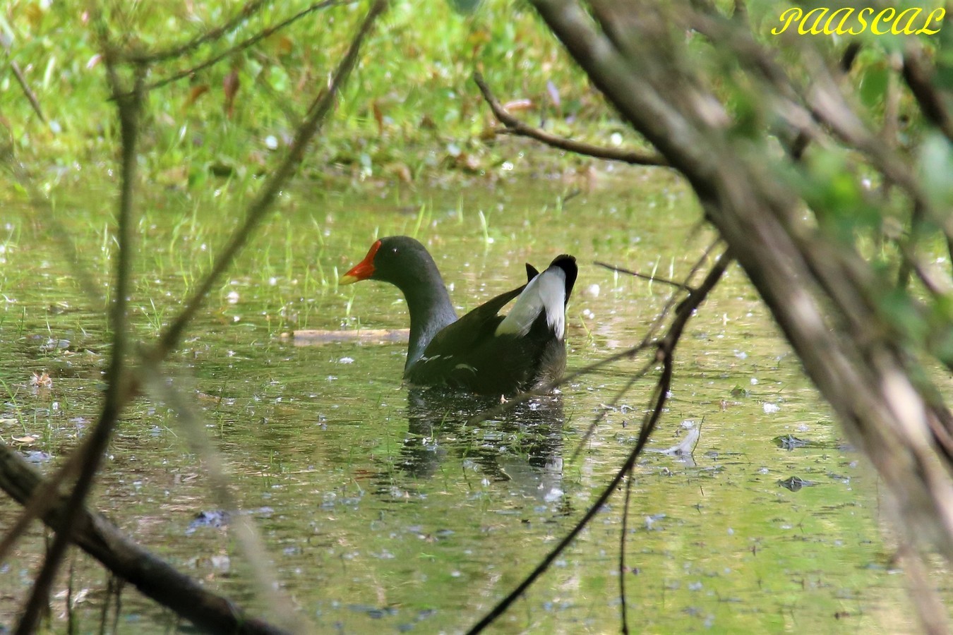Galinule Mare à la Cane Vendredi 24 05 2019 - Copie.JPG