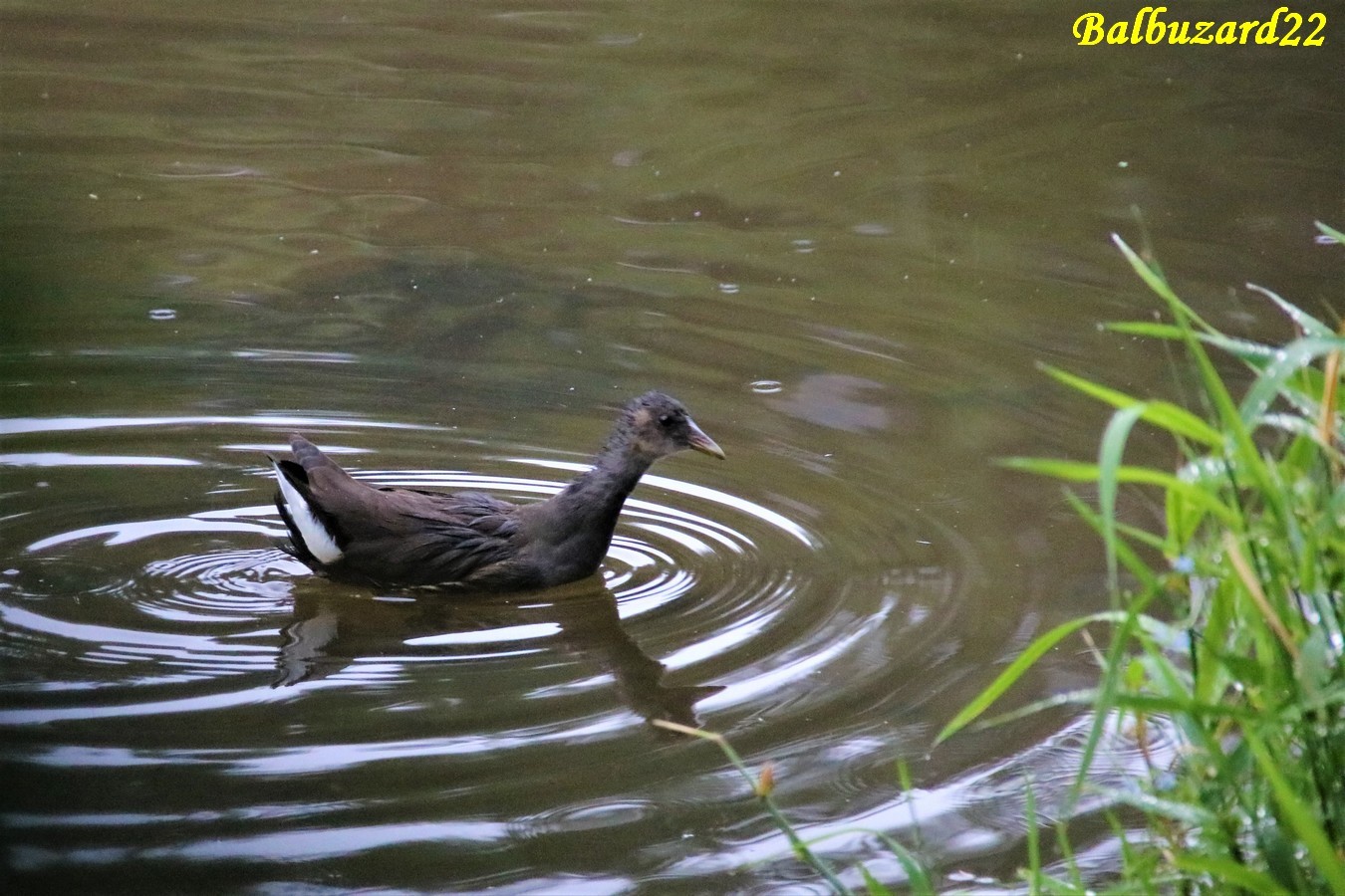 Jeune Galinule Kersolec 21 Juillet 2018 - Copie.jpg
