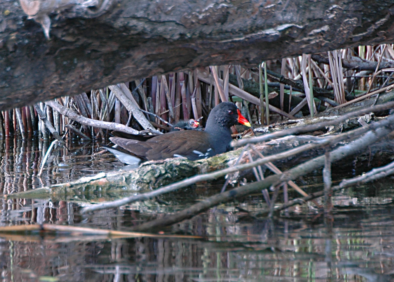 DSC_4468u.jpg