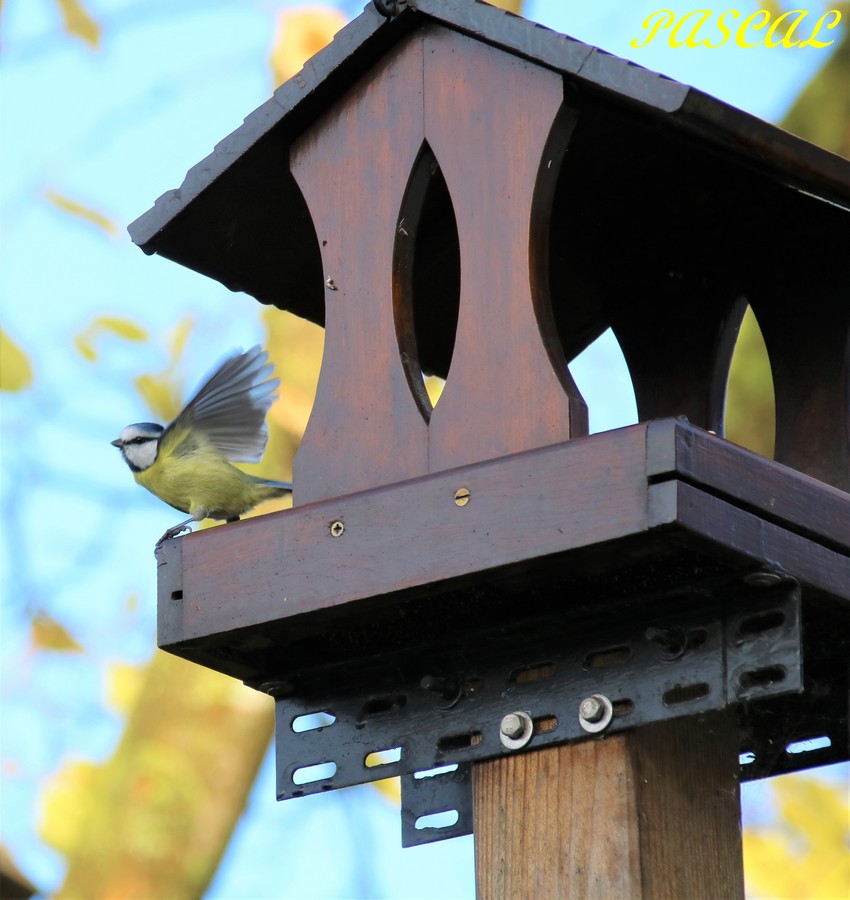 Mésange bleue sur mangeoire-plateau.JPG