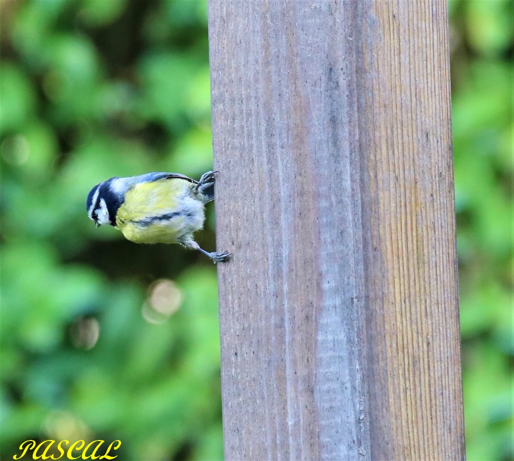 Mésange Bleue position acrobatique.JPG