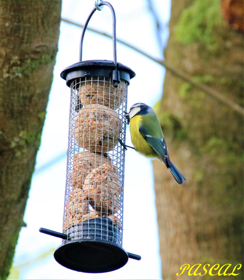Mésange bleue sur suspension boules de graisses.JPG
