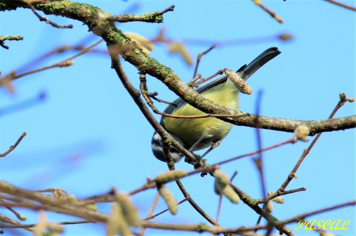 Décorticage d'une graine de Tournesol.JPG