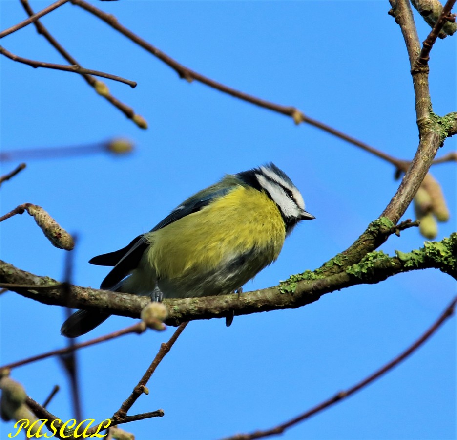Mésange Bleue.JPG
