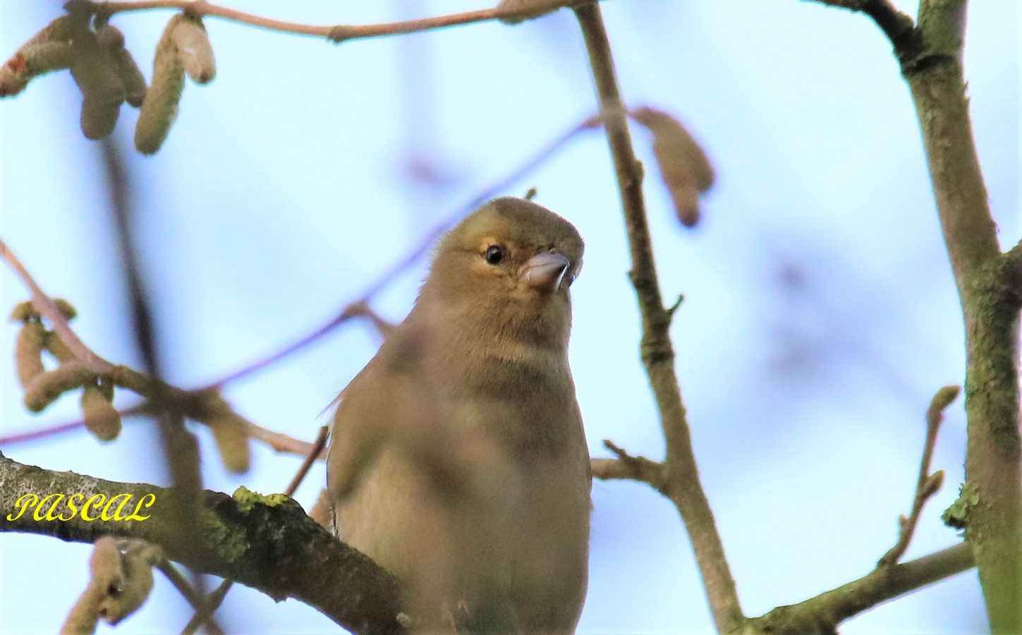 Pinson des arbres à l'affût.JPG