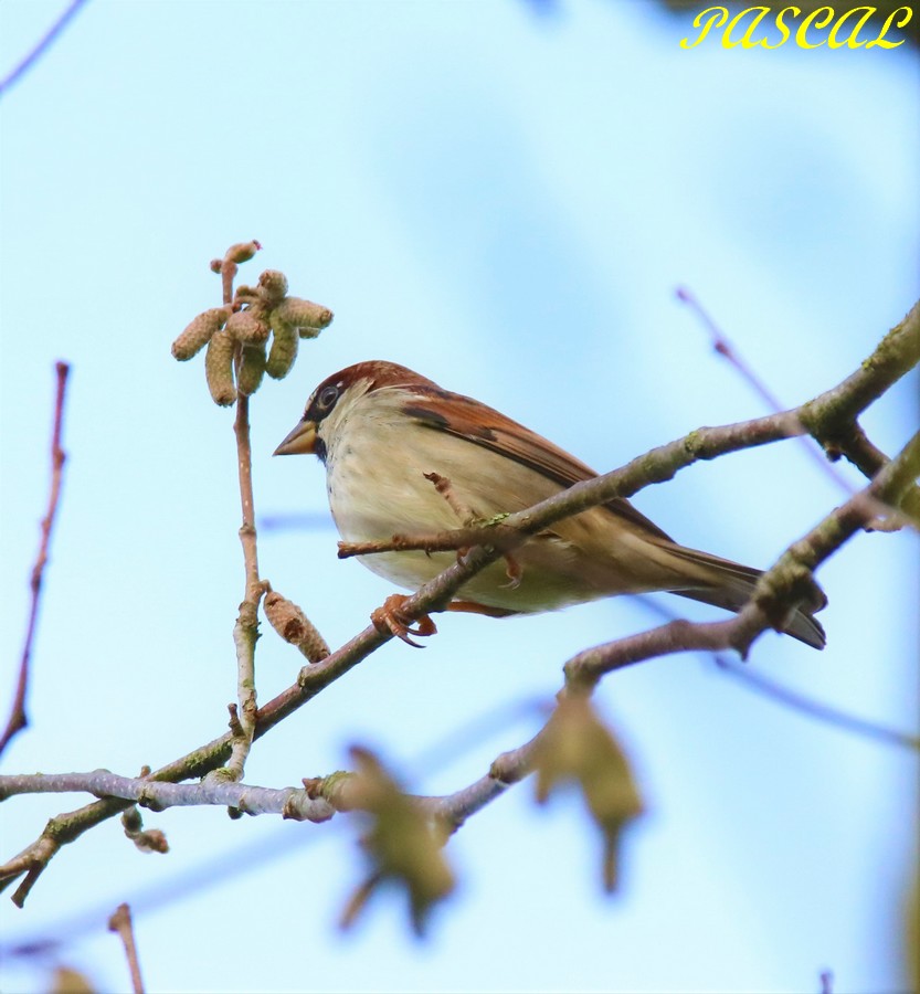 Moineau domestique mâle.JPG