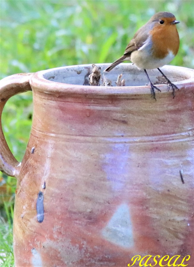 Un des postes d'observations principaux de Monsieur  Rouge-gorge.JPG