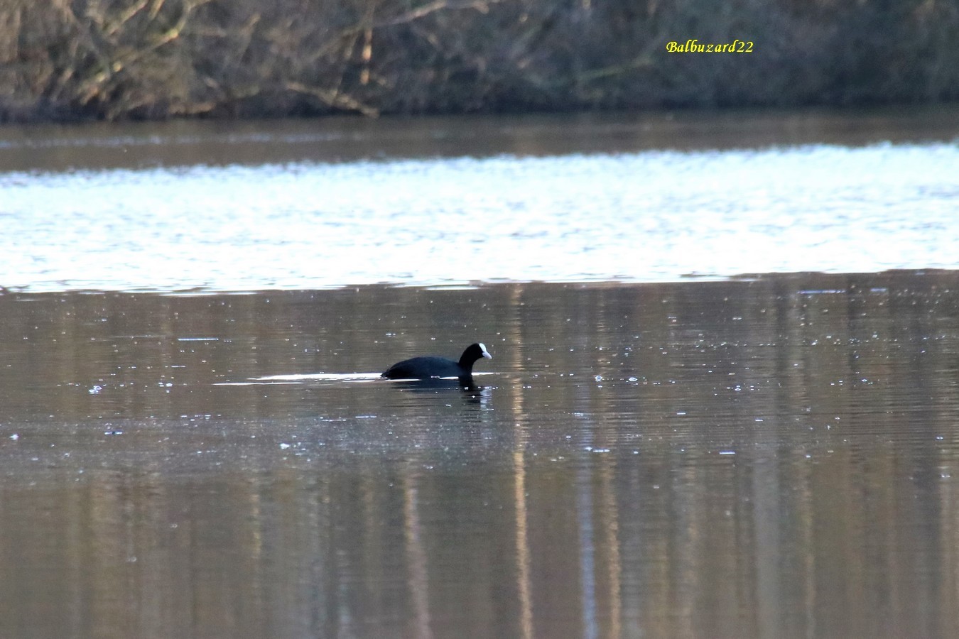 Foulque Macroule la favière Jeudi 28 Février 2019 - Copie.JPG