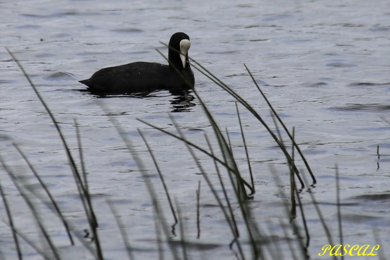 Foulque macroule le Rocleu Mai 2017 - Copie.jpg