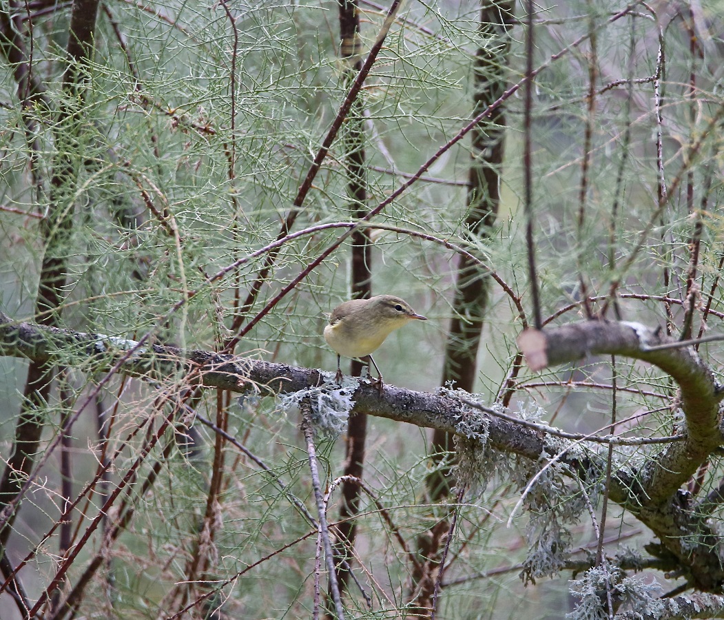 IMG_9550.JPG modifiée.JPG