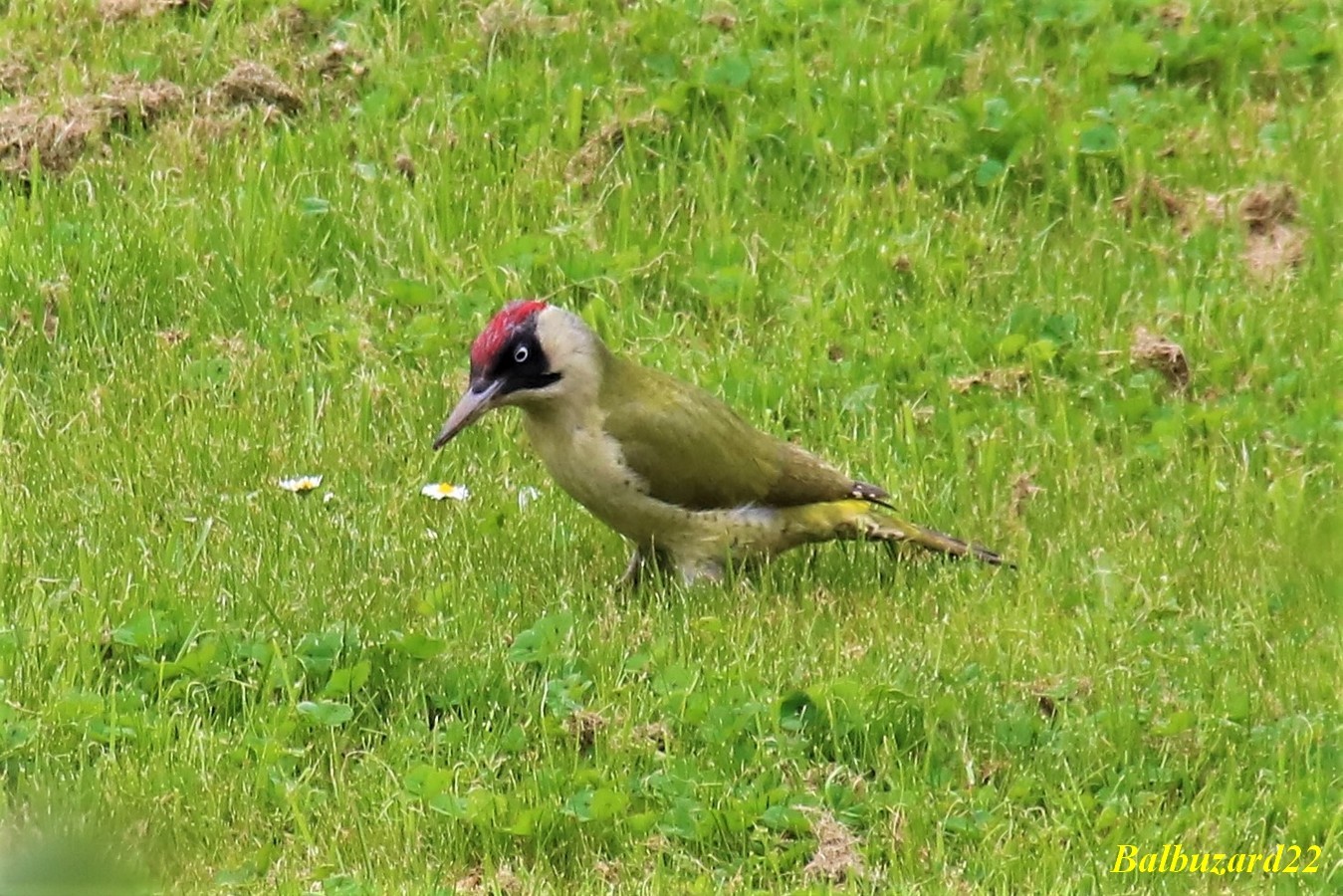 Pic-Vert fin Avril 2018 (4) - Copie.jpg