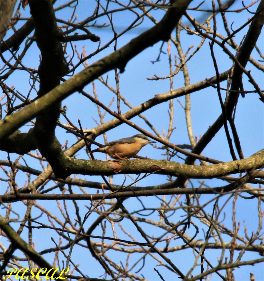 Sitelle Torche-pot   Pont-Rolland - Copie.jpg