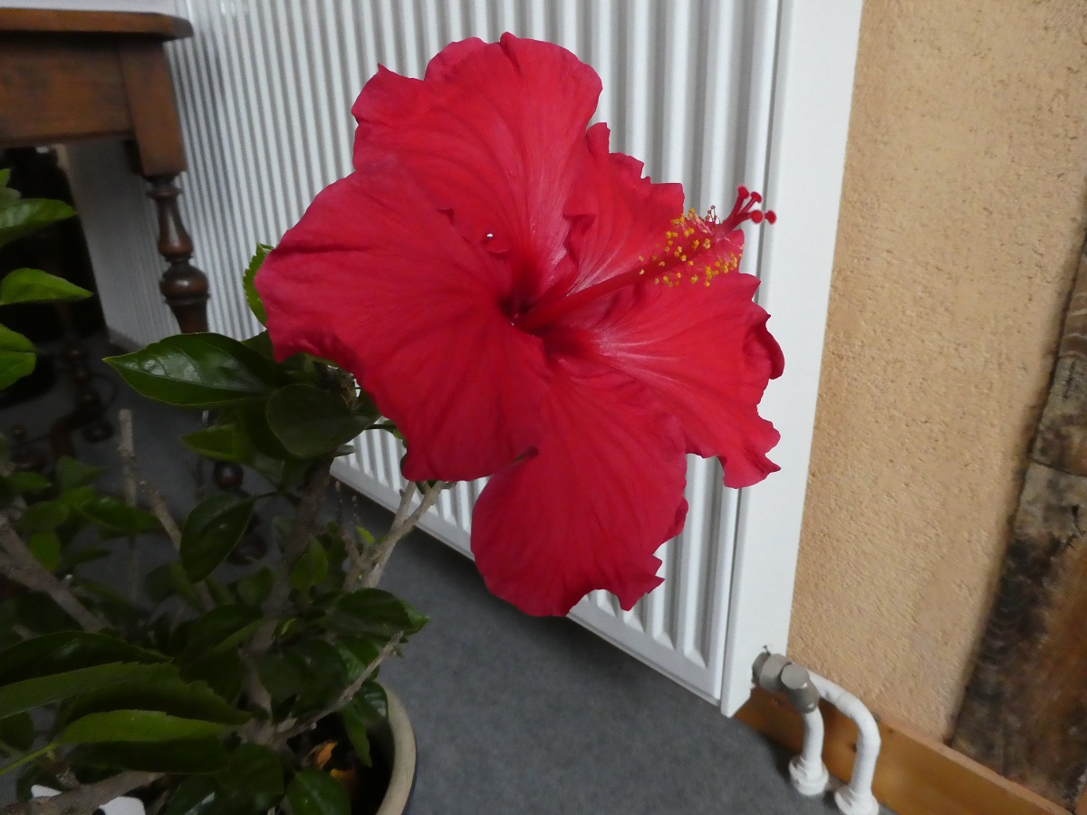 Hibiscus fleur.jpg