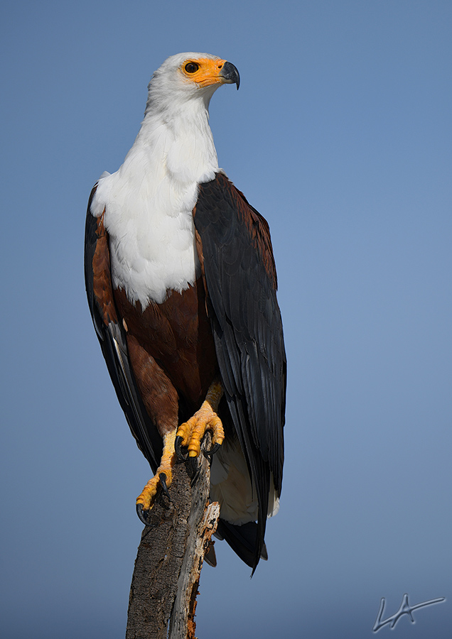 467ka-(342)vb_900.jpg