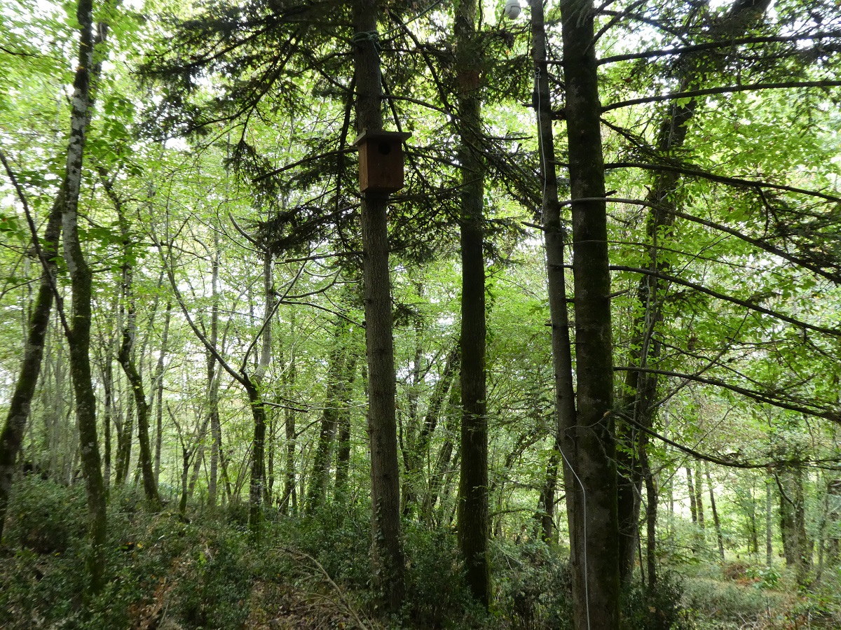 nichoir hulotte 1.jpg