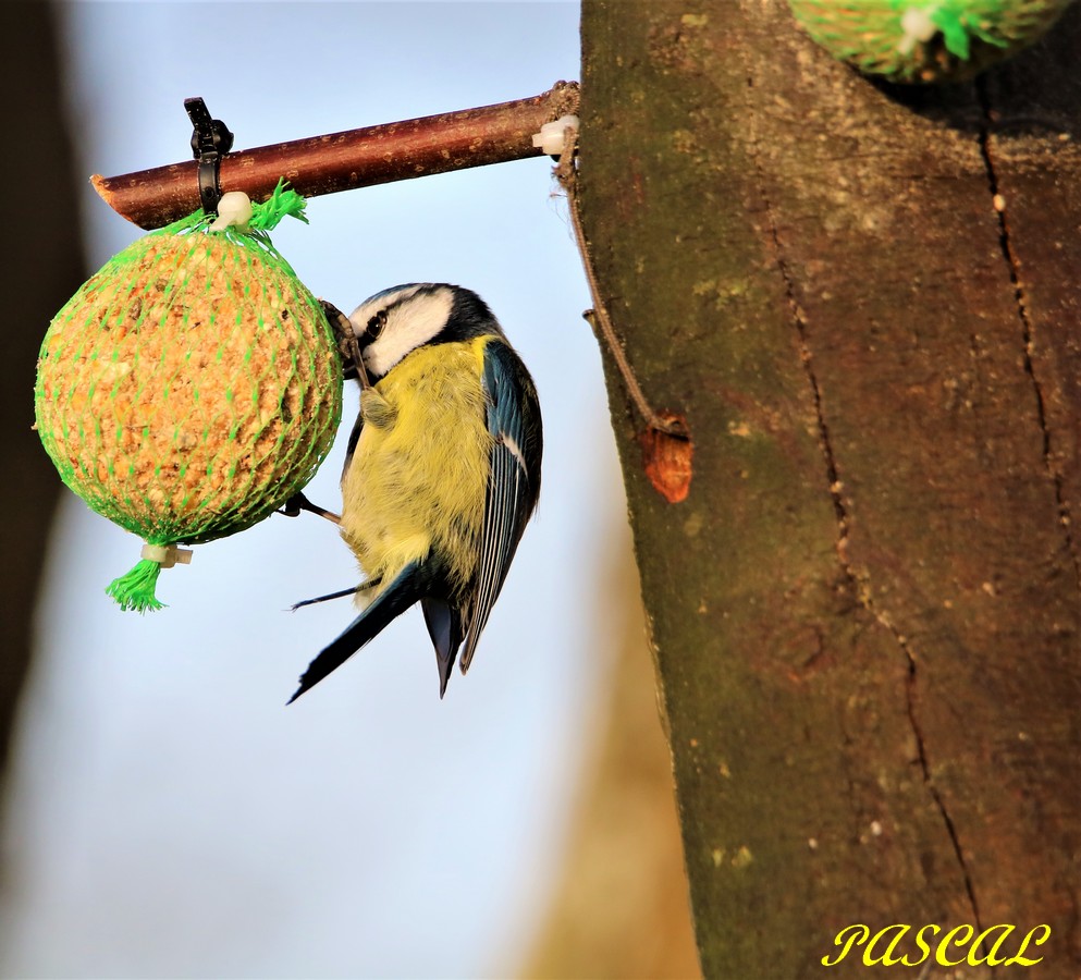 Mésange Bleu sue boule de graisse.JPG