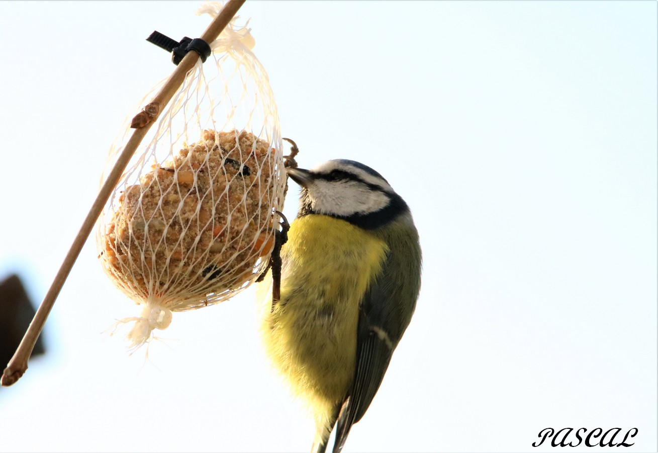 Mésange Bleu sur boule de graisse 29 12 2019.JPG
