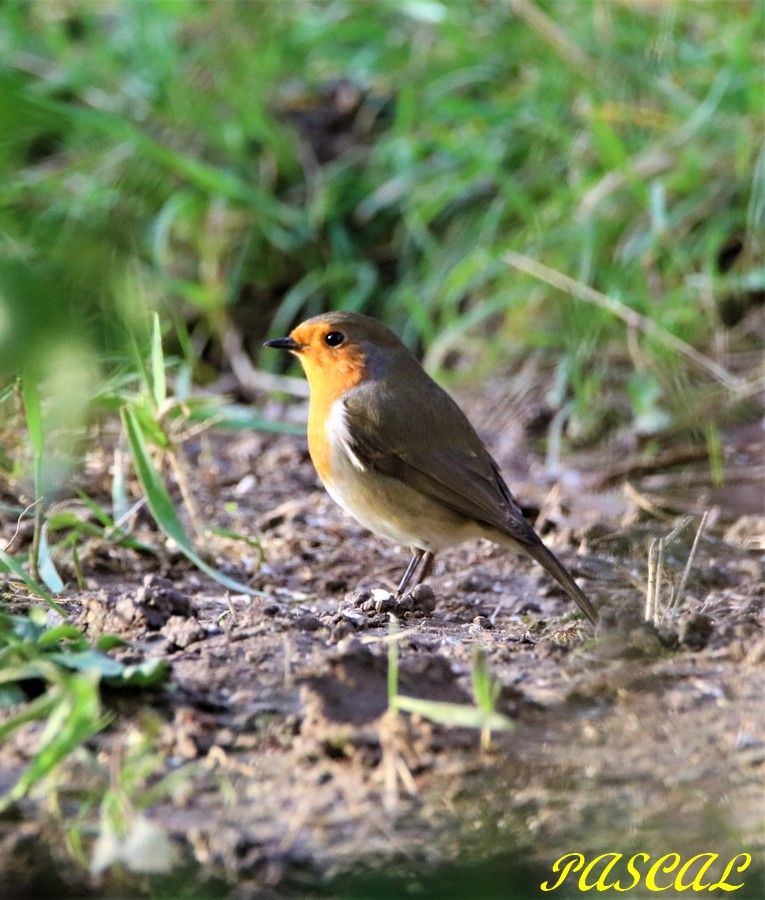 Rouge_Gorge 29 12 2019.JPG