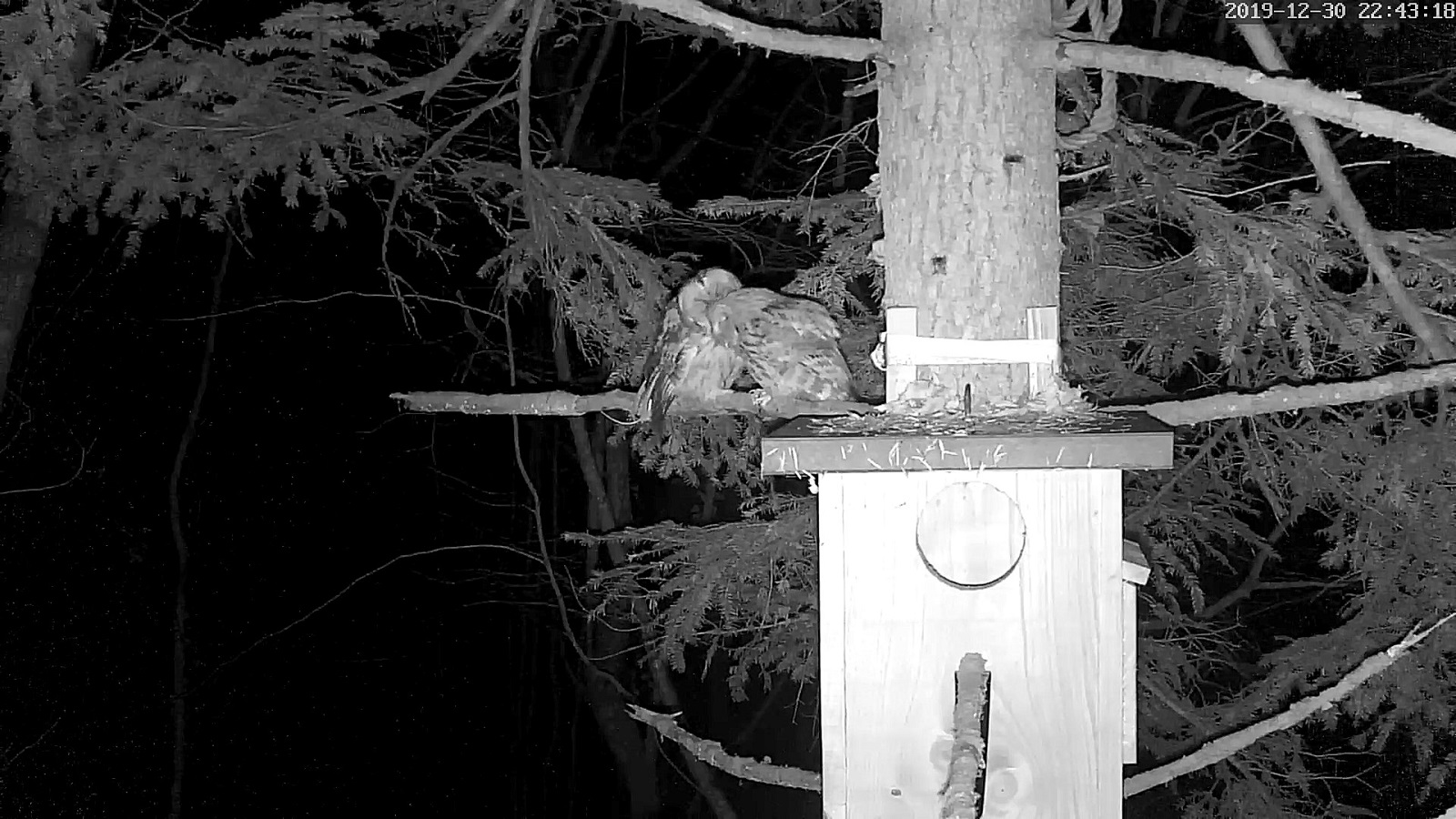 Hulottes 30 12 2019.jpg