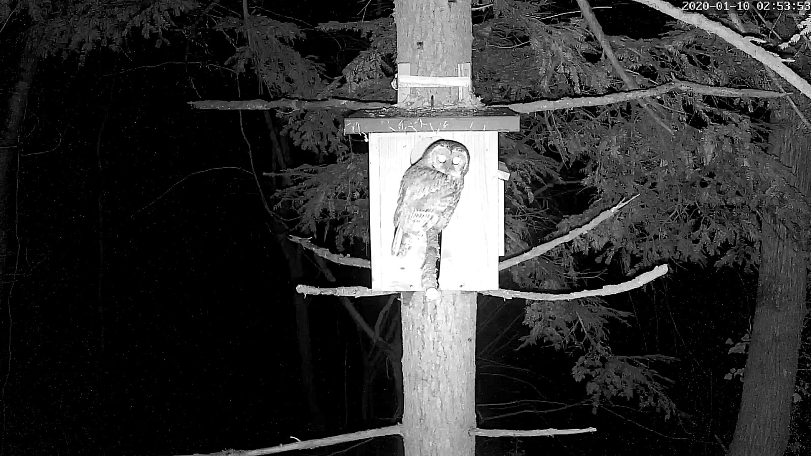 Hulotte 10 01 2020.jpg