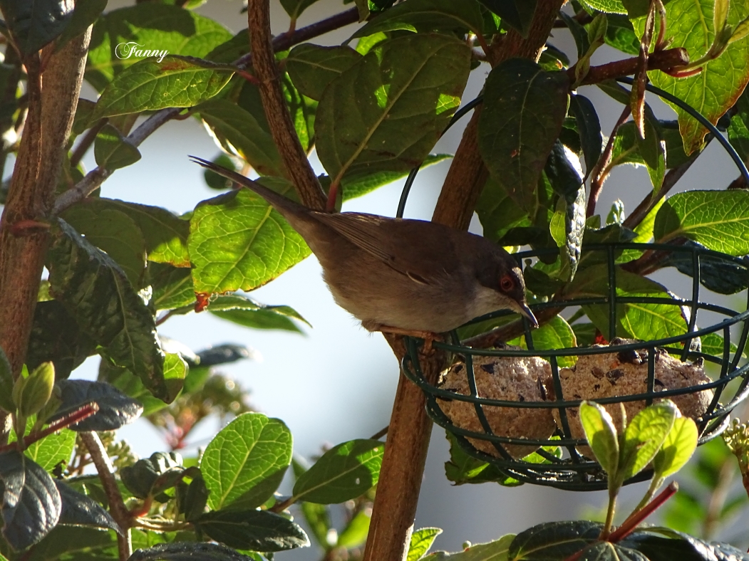 Fauvette SignéeDSC05614.jpg