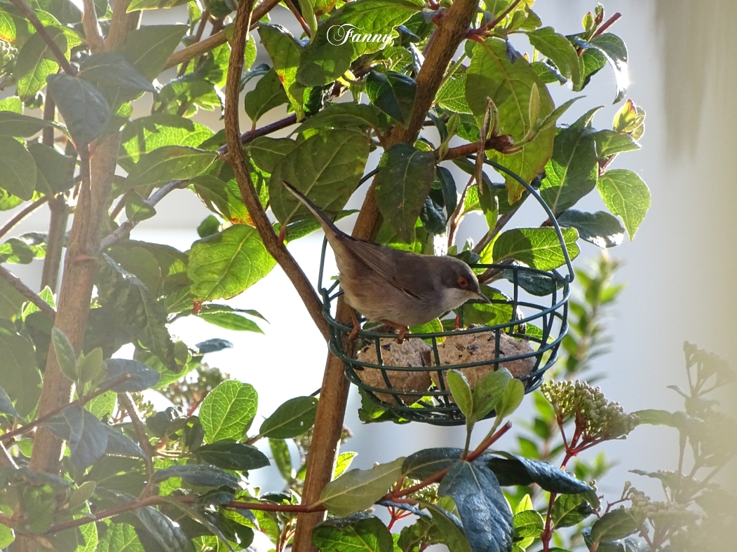 Fauvette Melanocephale Signée DSC05598.jpg