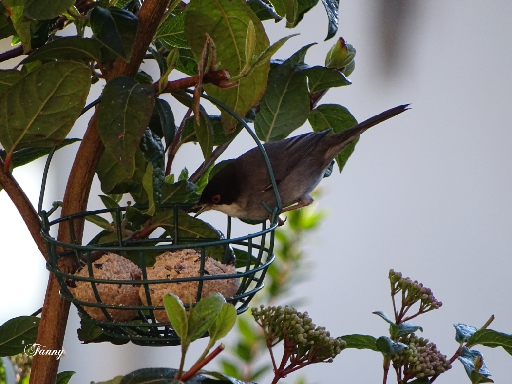 Monsieur Fauvette signéDSC05608.jpg