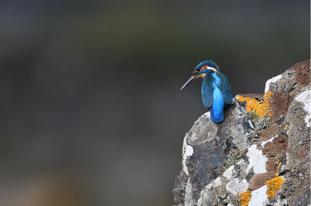 DSC_1169 - Copie.jpg