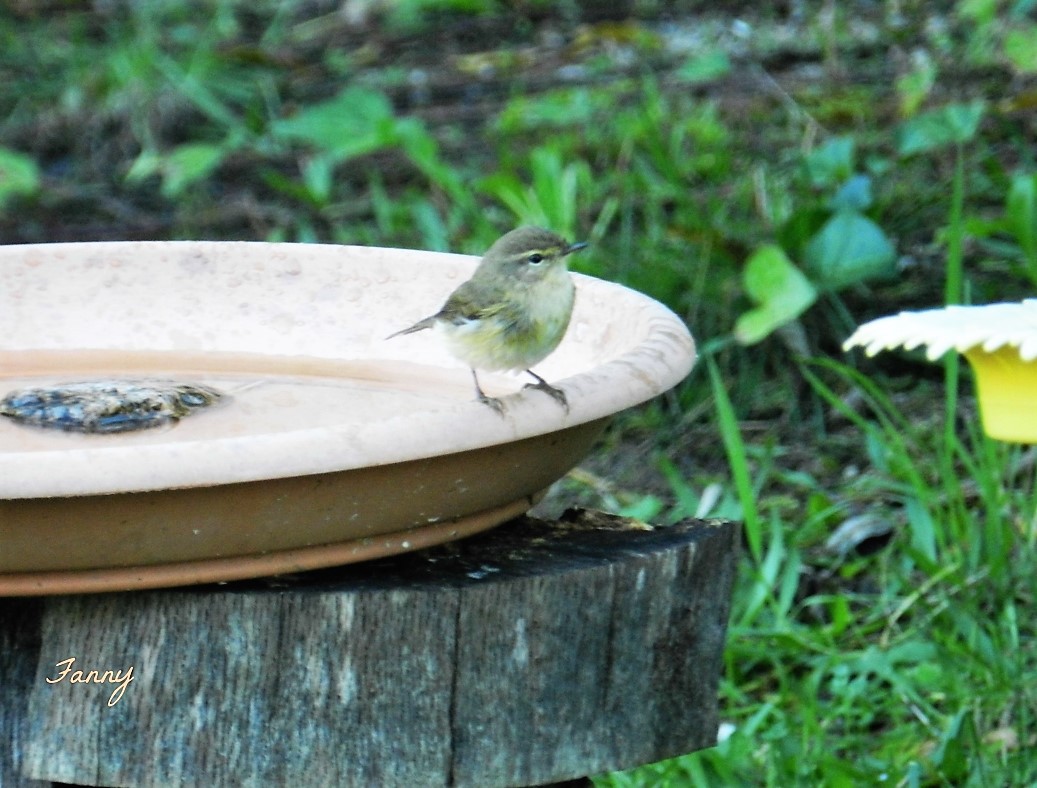 Est ce un pouillot signé .jpg