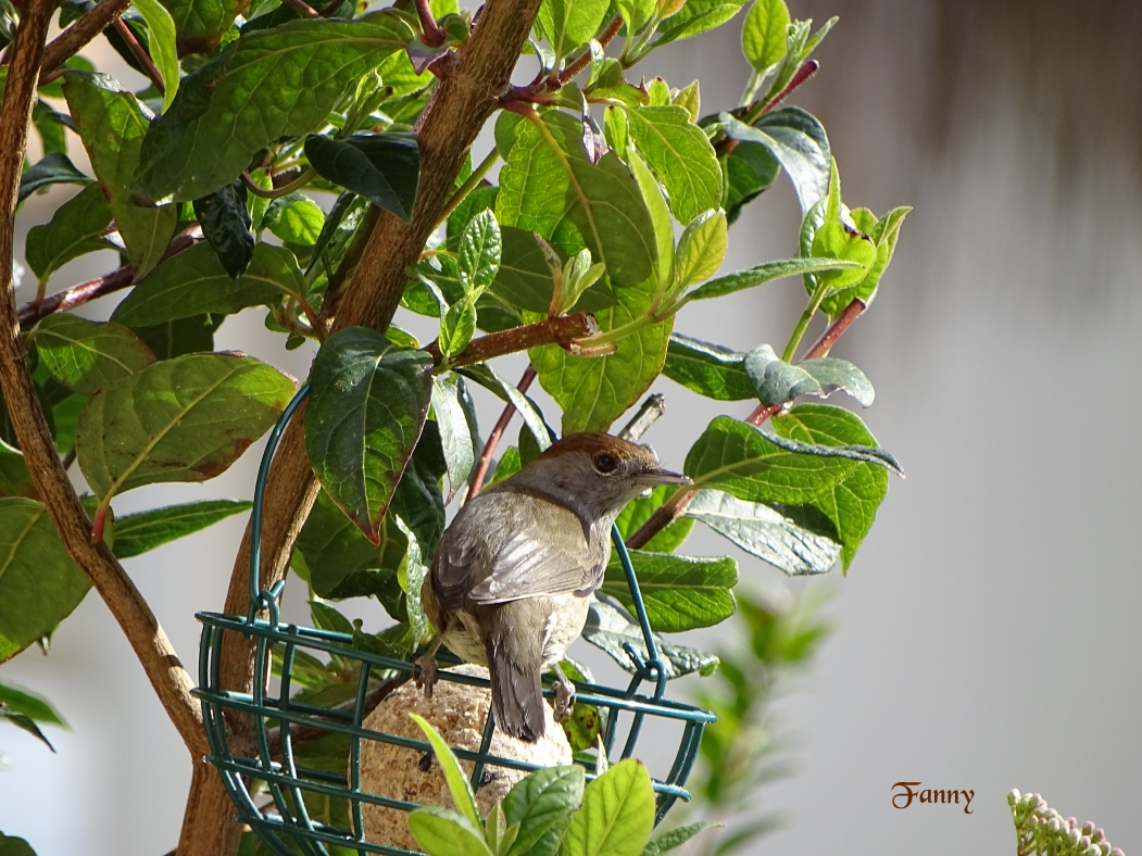 Fauvette Signée DSC05648.jpg