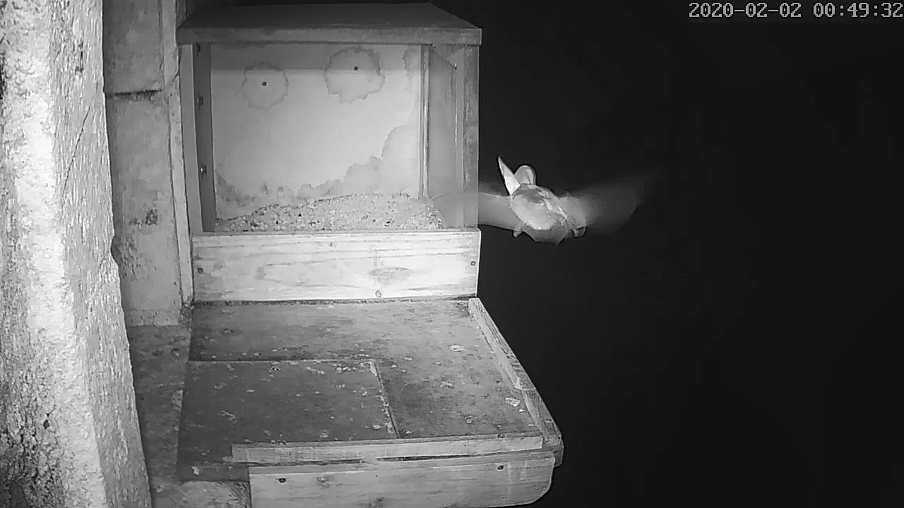 Chauve souris 2.jpg