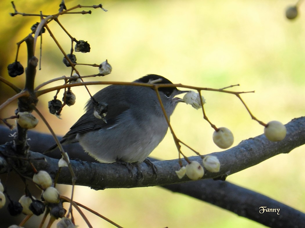 Fauvette Signée copie 2 036.jpg