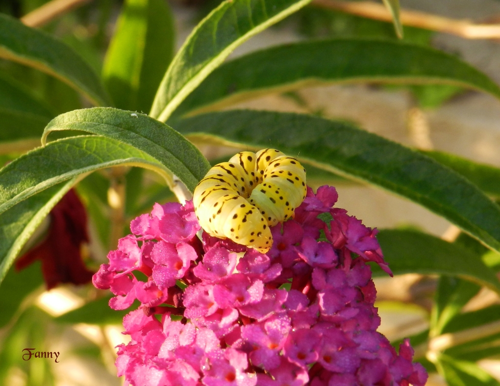 Chenille Machaon 001 signé.jpg