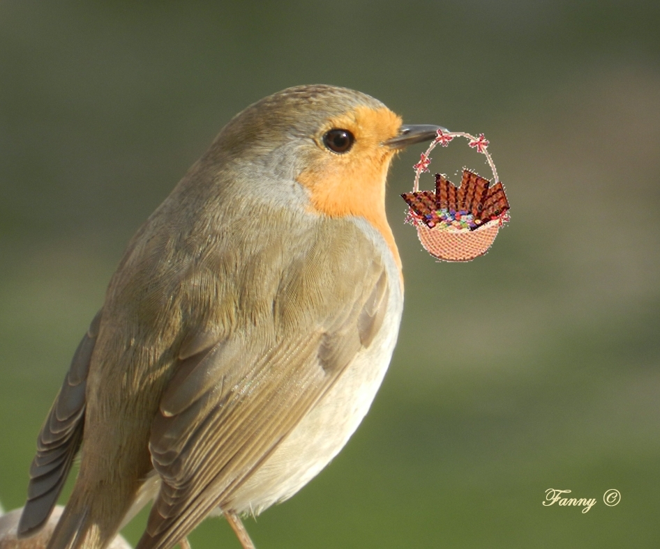 Rougegorge signé 11 02 2012 002 Panier .jpg