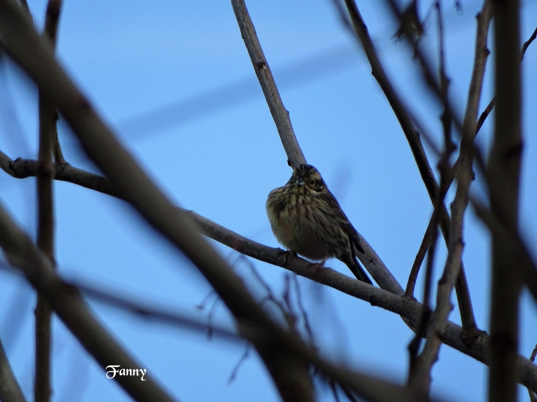 signée DSC05658.jpg