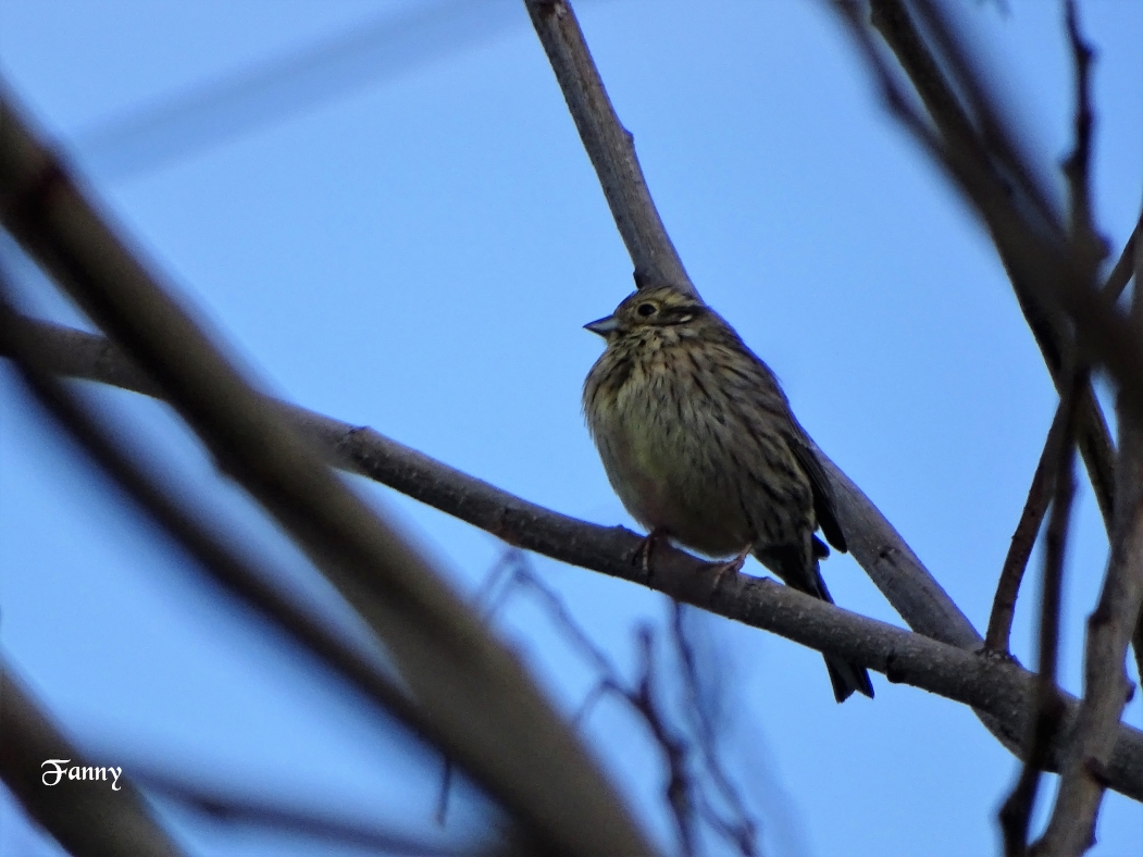 Bruant  Signé DSC05655..jpg