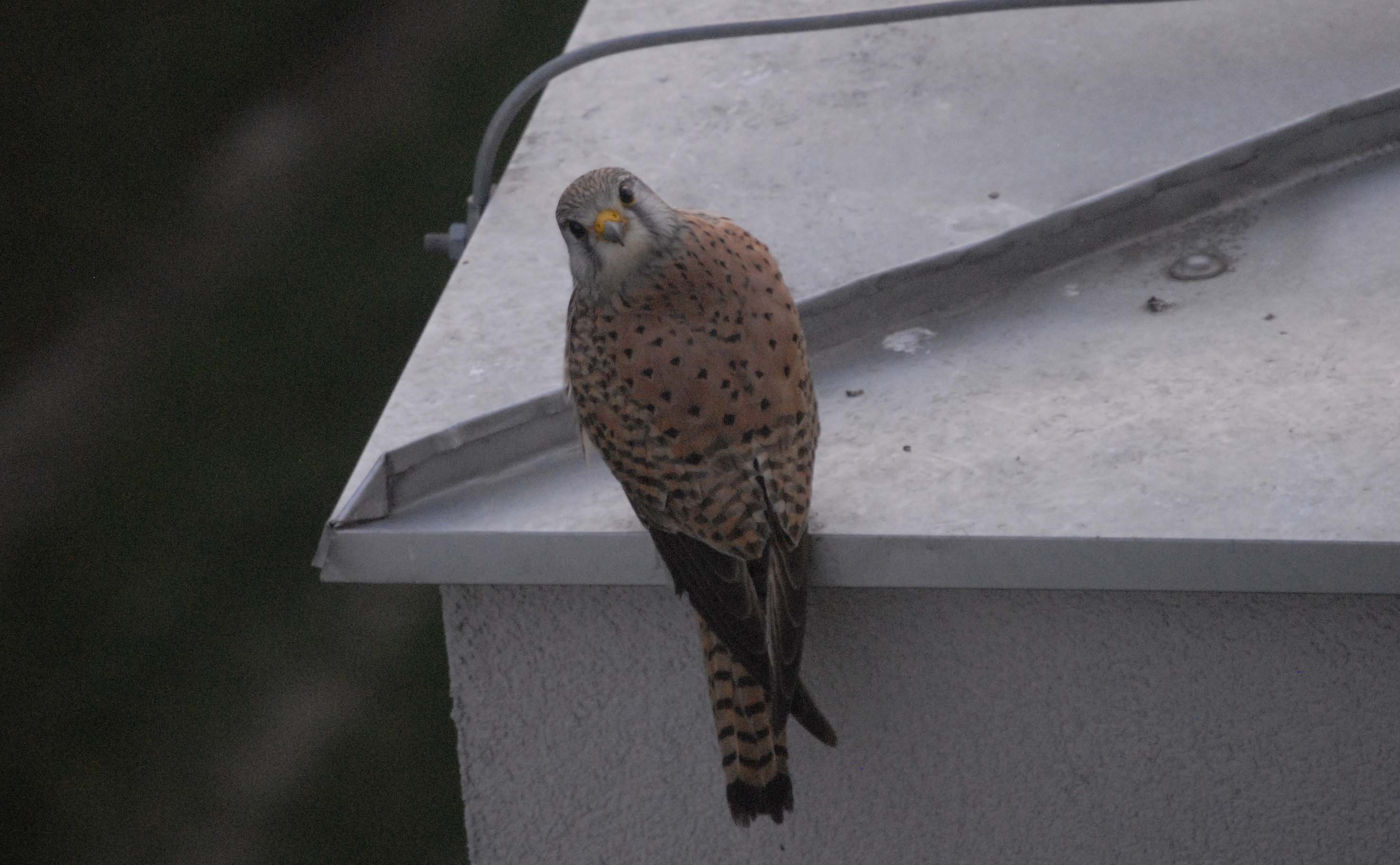 Jeune mâle - notre visiteur de 2019.