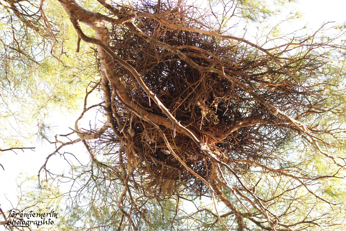 Nids_Perruches_Pin_Parc_Oiseau_5a.jpg