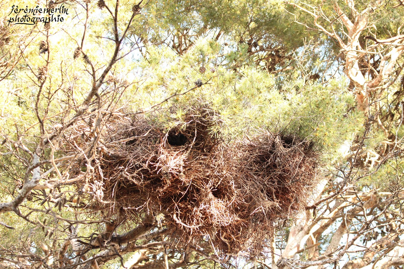 Nids_Perruches_Pin_Parc_Oiseau_7a.jpg