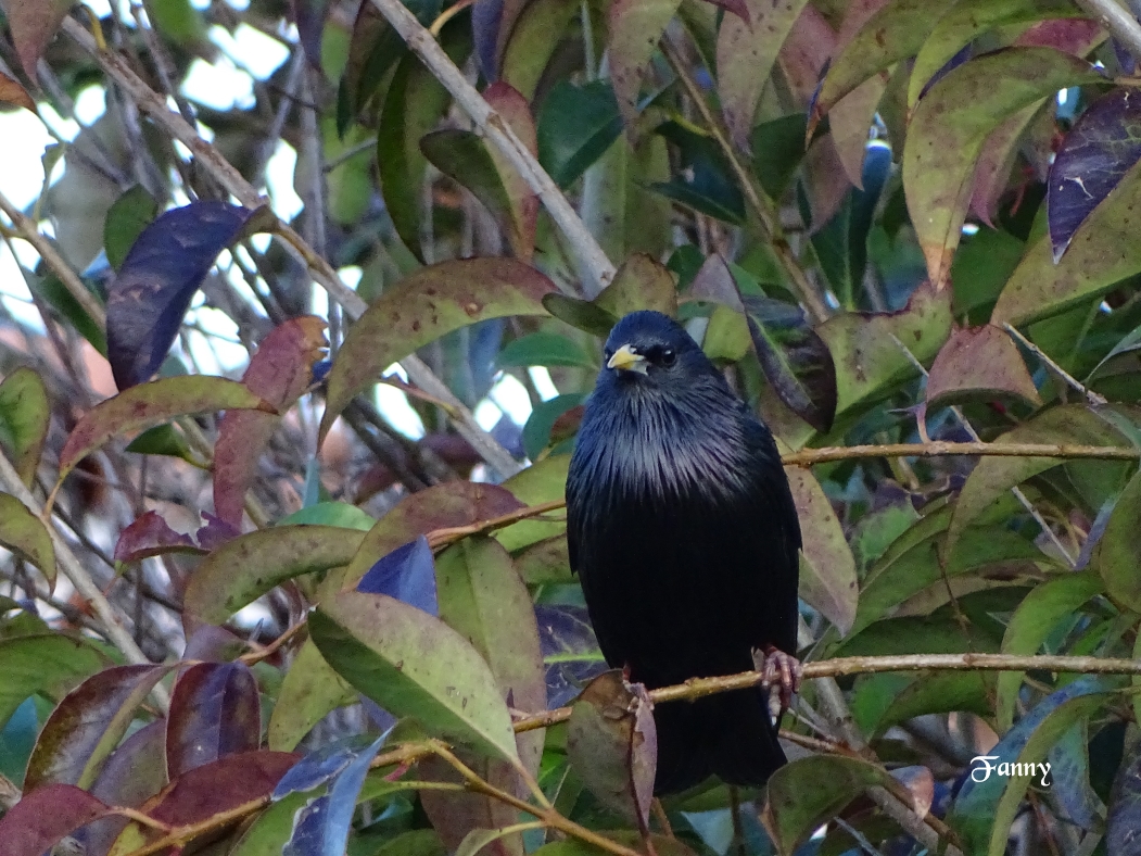 Etourn Signé DSC05699.jpg