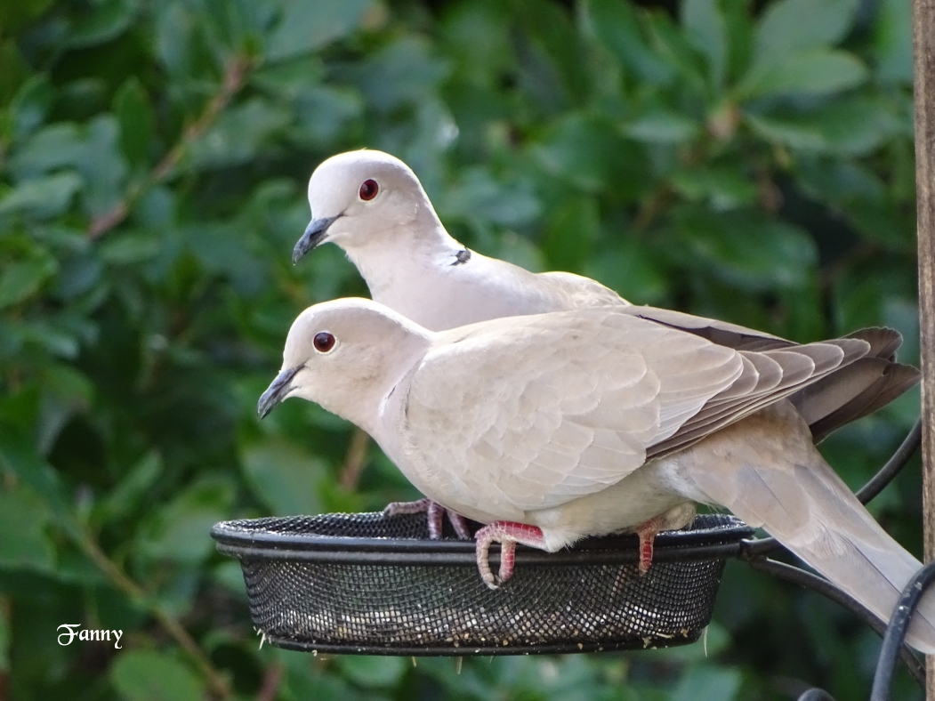 Tourterelle signée DSC05715.jpg
