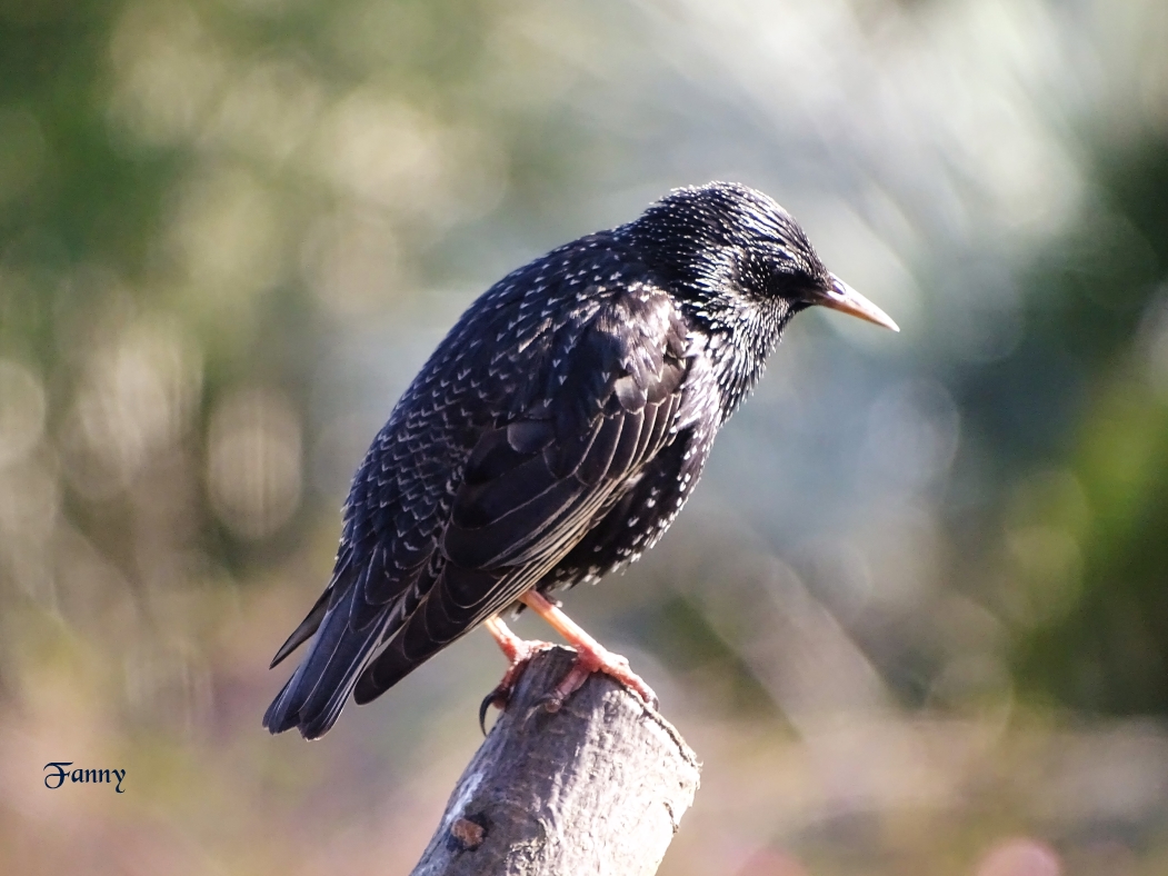 Etourneau sansonnet  copie signeDSC05731.jpg