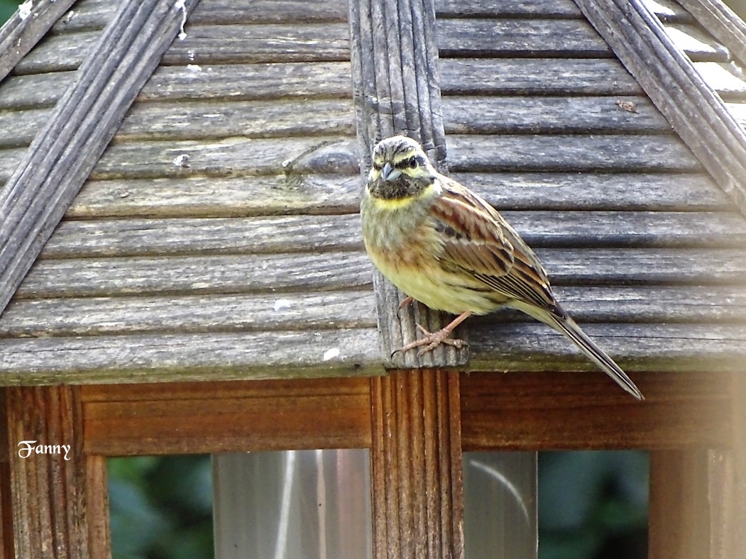 Bruant zizi  Copie signée  DSC05704.jpg