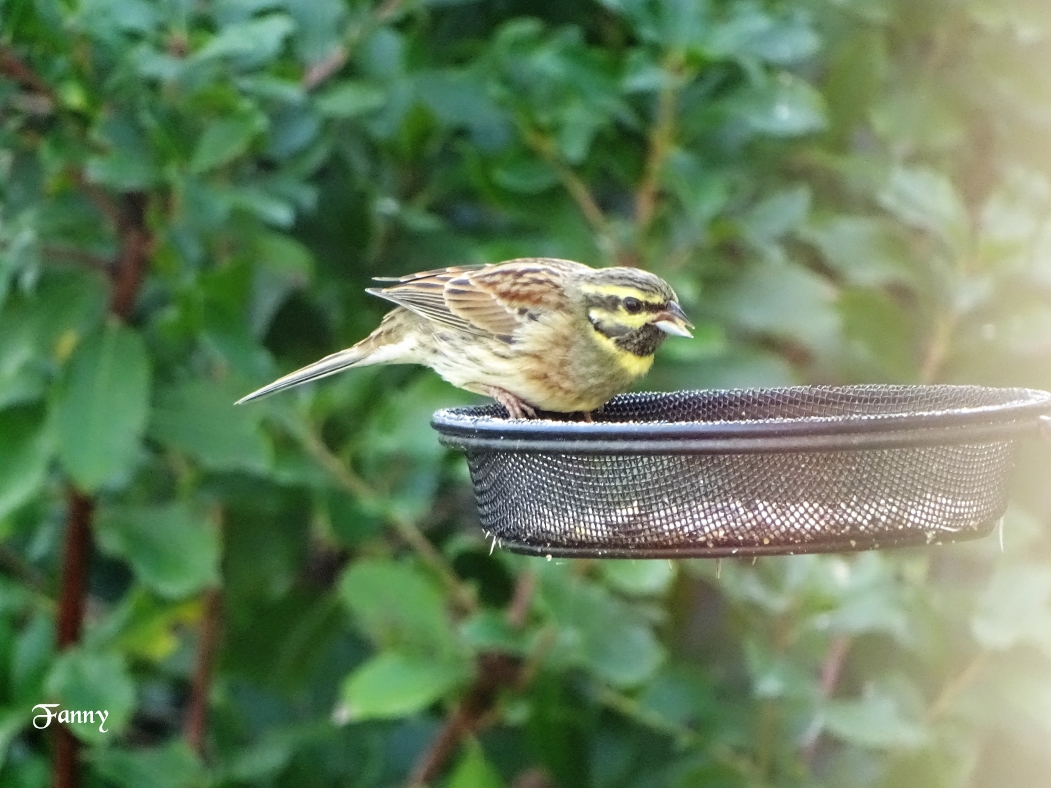Copie Bruant  siqigné DSC05709.jpg