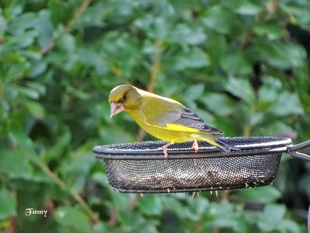 Copie verdier  signé DSC05752 (2).jpg