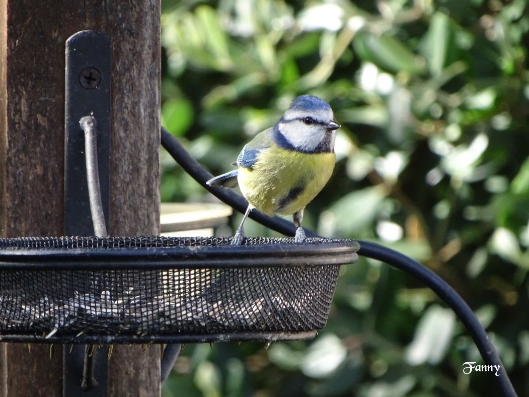 Mésange bleue signé DSC05744 (2).jpg