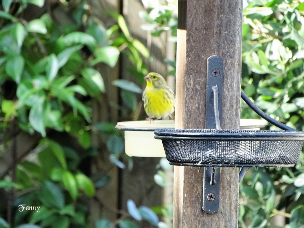 Serin cini copie  Signé DSC05742.jpg