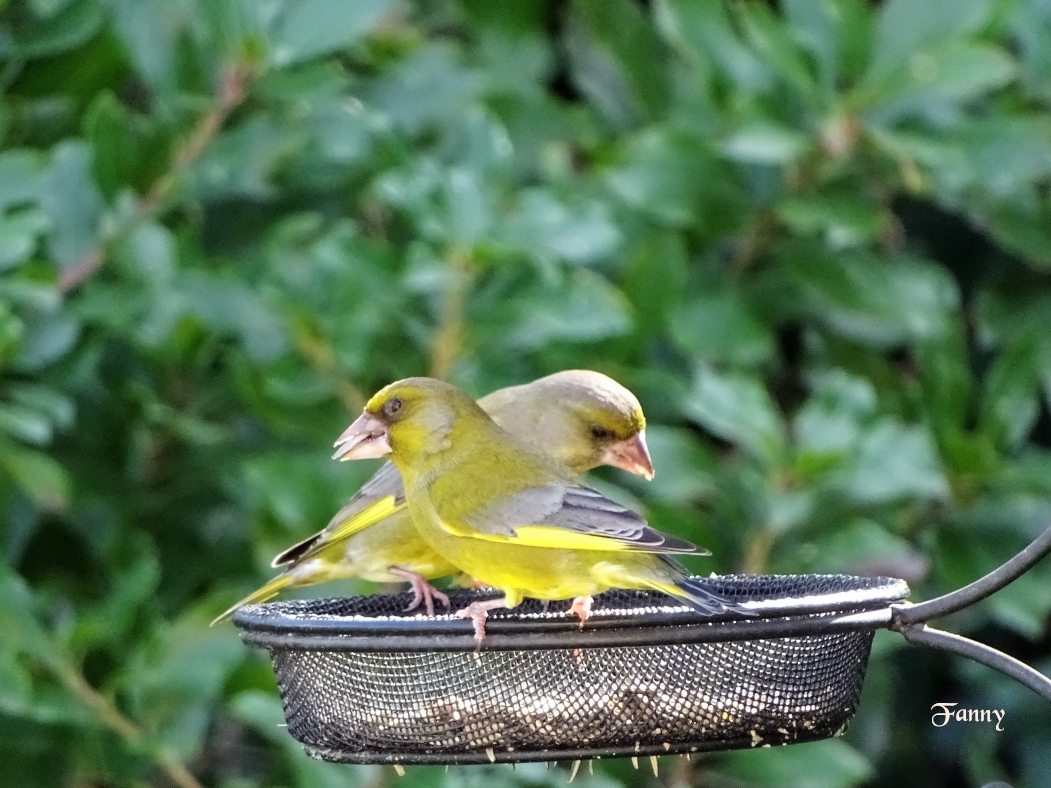 Verdier d'Europe Copie signé DSC05751.jpg